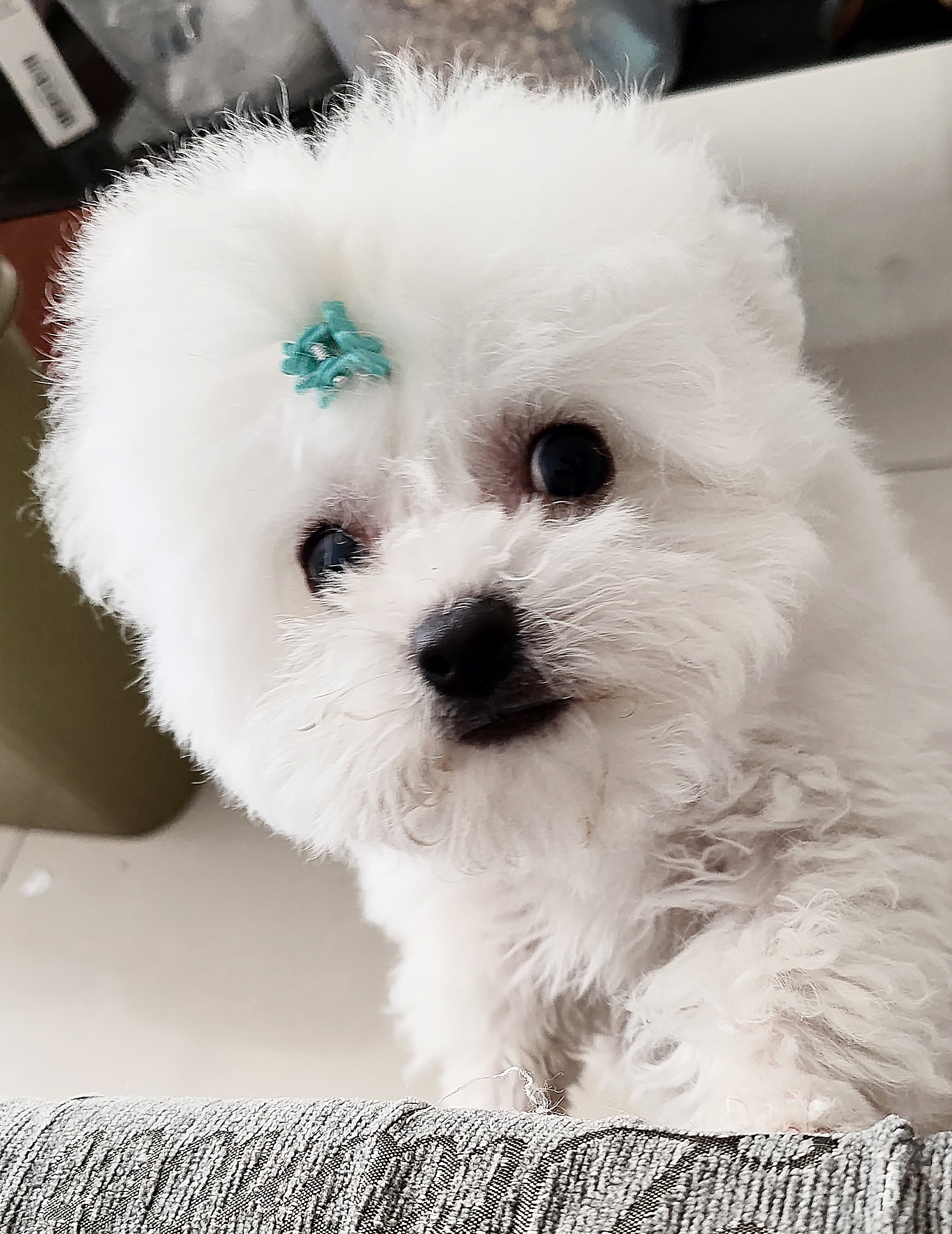 比熊